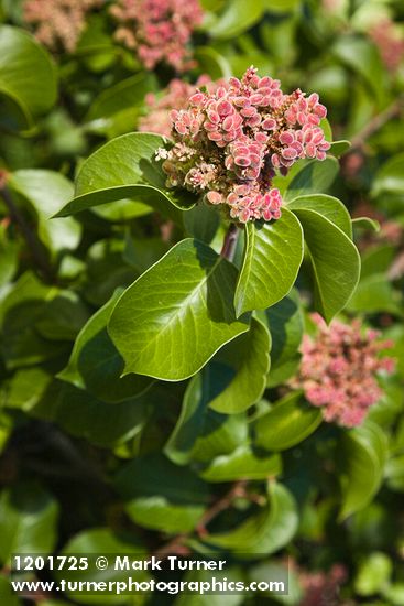 Sugar Sumac immature fruit & foliage