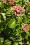 Sugar Sumac immature fruit & foliage