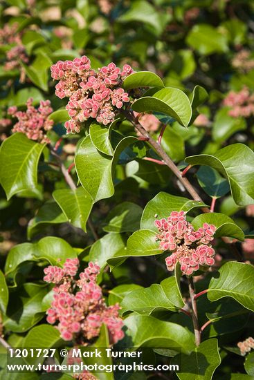 Sugar Sumac immature fruit & foliage