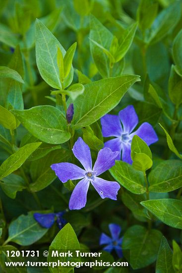 Large Periwinkle blossoms & foliage