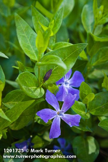 Large Periwinkle blossoms & foliage