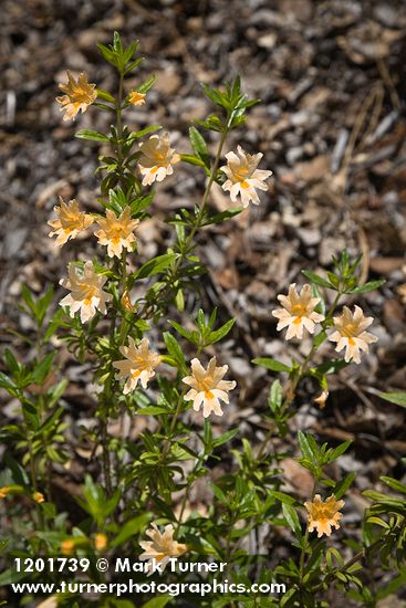 Largeflower Bush Monkeyflower