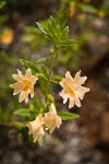 Largeflower Bush Monkeyflower blossoms & foliage detail