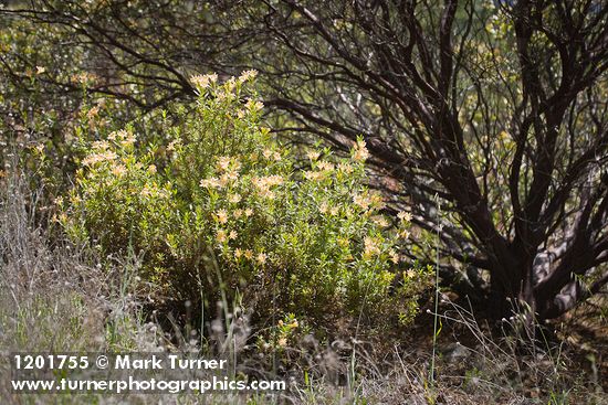 Largeflower Bush Monkeyflower at base of Manzanita