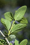 Woolyleaf Ceanothus foliage underside detail