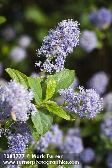 Woolyleaf Ceanothus blossoms & foliage detail