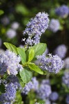 Woolyleaf Ceanothus blossoms & foliage detail