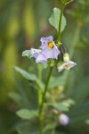 Parish's Nightshade blossoms & foliage detail