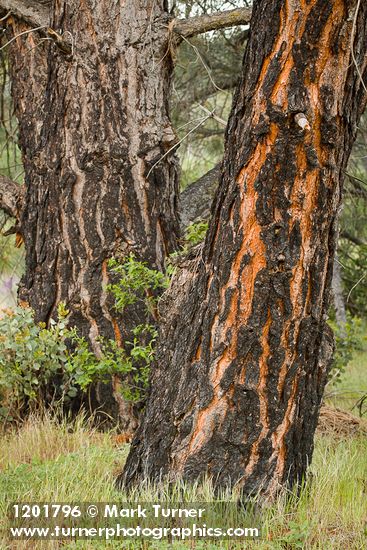 Gray Pine trunks
