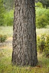 Gray Pine trunk
