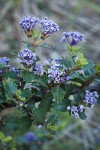 Coville Ceanothus blossoms & foliage detail