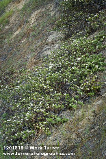 Coville Ceanothus (white blossoms) on steep slope