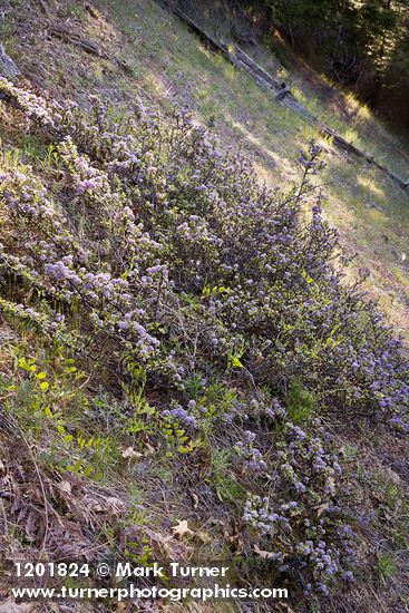 Coville Ceanothus on steep slope