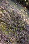 Coville Ceanothus on steep slope