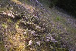Coville Ceanothus on steep slope