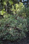 Mallory's Manzanita