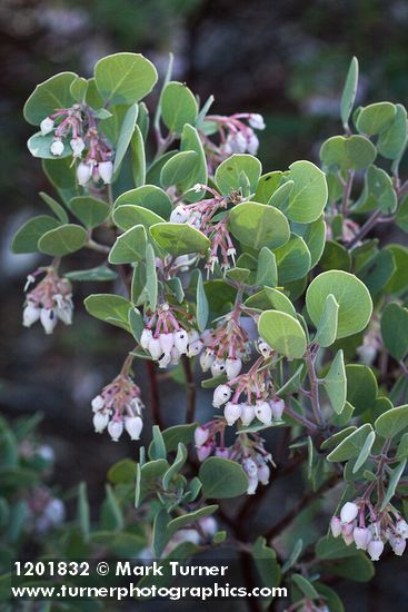 Mallory's Manzanita blossoms & foliage detail