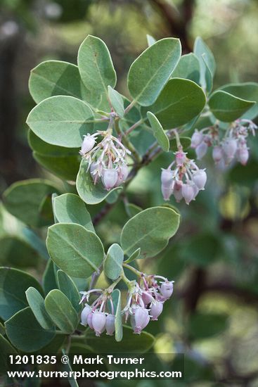 Mallory's Manzanita blossoms & foliage detail