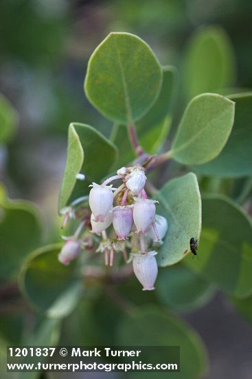 Mallory's Manzanita blossoms & foliage detail