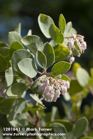 Mallory's Manzanita blossoms & foliage detail