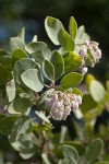 Mallory's Manzanita blossoms & foliage detail
