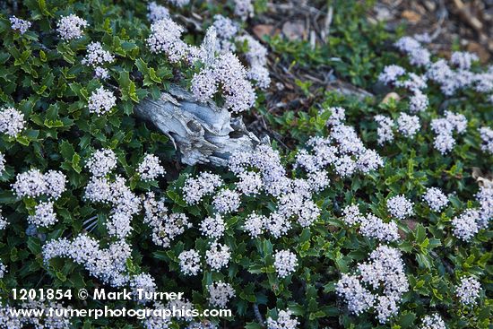 Siskiyou Mat blossoms & foliage