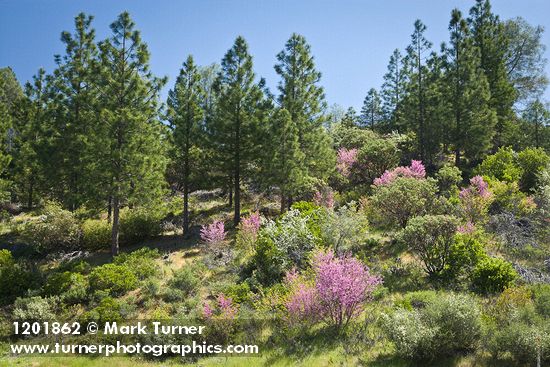 California Redbud; Serviceberry; Buckbrush; Ponderosa Pines, Manzanita
