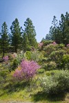 California Redbud; Serviceberry; Buckbrush; Ponderosa Pines, Manzanita