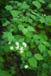 Shasta Snow-wreath blossoms & foliage