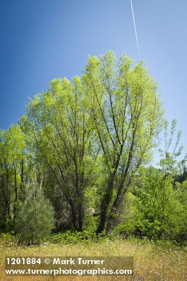 Goodding's Willow