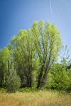 Goodding's Willow