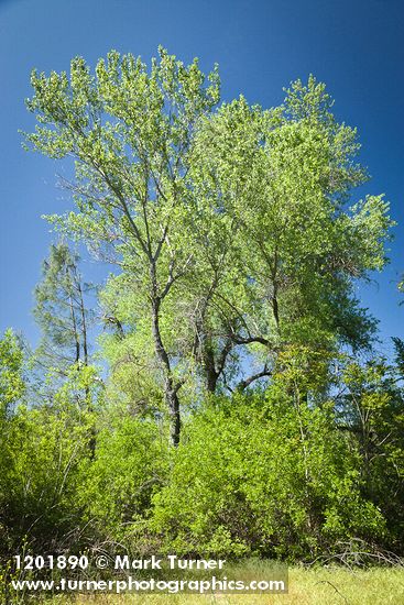 Red Willow at base of Fremont Cottonwoods