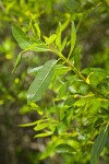 Red Willow foliage