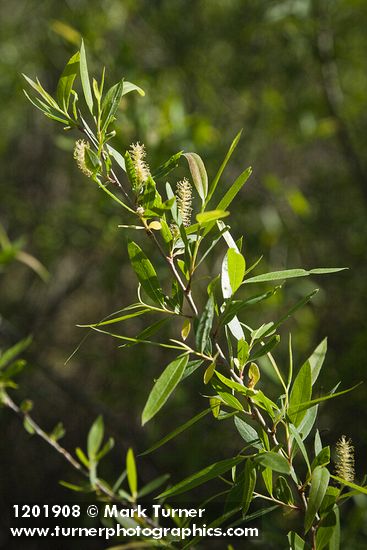 Goodding's Willow male catkins among foliage