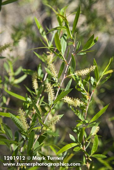 Goodding's Willow male catkins among foliage