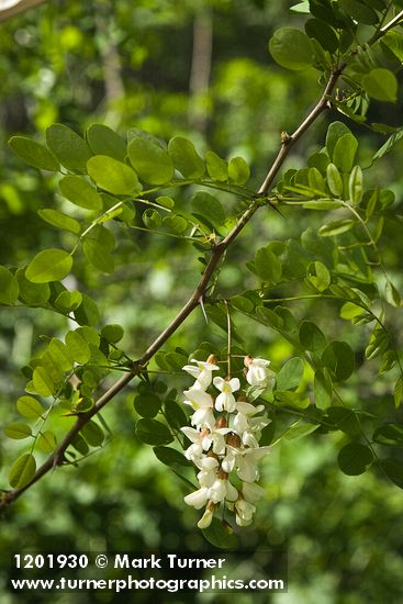 Black Locust blossoms & foliage