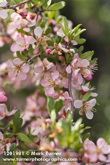 Desert Peach blossoms & foliage