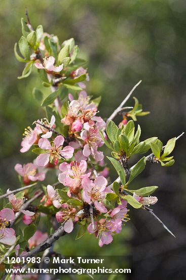 Desert Peach blossoms & foliage