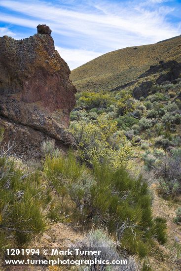Mormon Tea, Bitterbrush, Sagebrush in Wendel Canyon