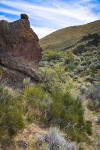 Mormon Tea, Bitterbrush, Sagebrush in Wendel Canyon