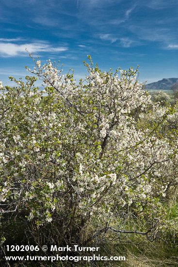 Klamath Plum