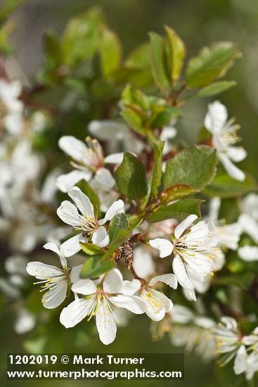 Klamath Plum blossoms & foliage detail
