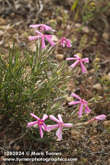 Sagebrush Phlox