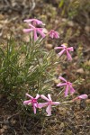 Sagebrush Phlox