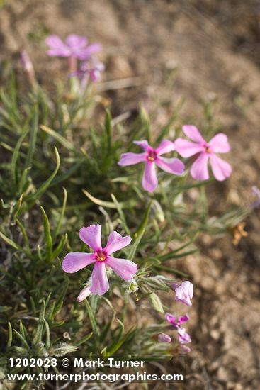 Sagebrush Phlox