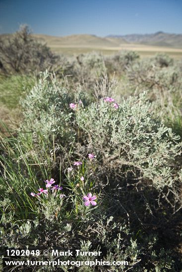 Sagebrush Phlox growing up through Sagebrush, landscape view