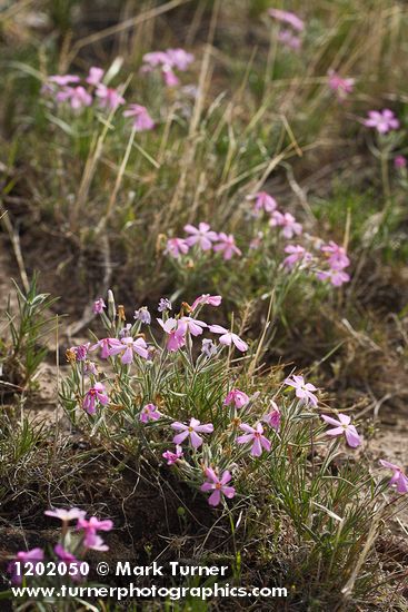 Sagebrush Phlox