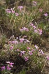 Sagebrush Phlox