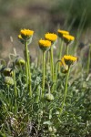 Scabland Fleabane