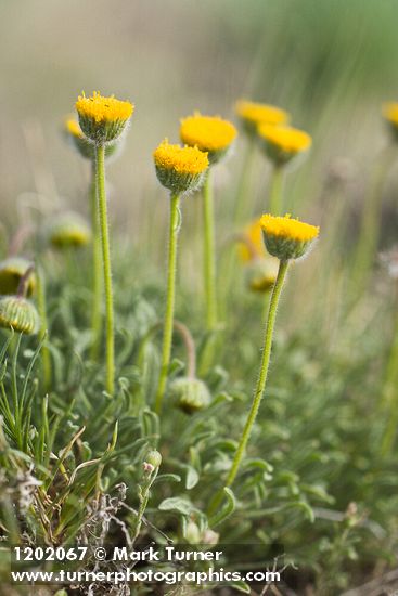 Scabland Fleabane